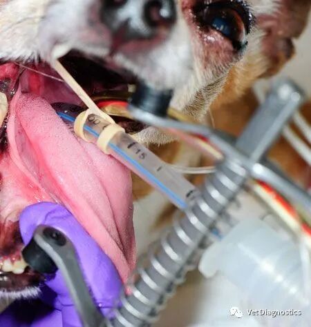 为什么牙医不用开口器兽医牙科基础知识：N代表NO_https://www.jmylbn.com_新闻资讯_第15张