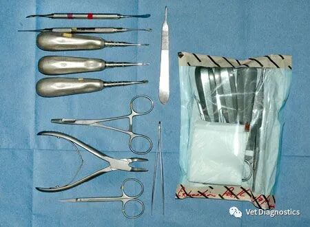 为什么牙医不用开口器兽医牙科基础知识：N代表NO_https://www.jmylbn.com_新闻资讯_第11张