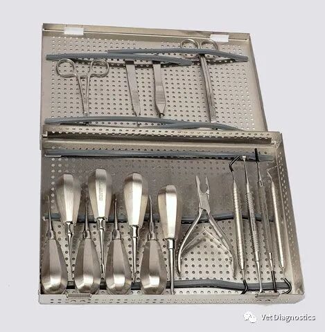 为什么牙医不用开口器兽医牙科基础知识：N代表NO_https://www.jmylbn.com_新闻资讯_第12张