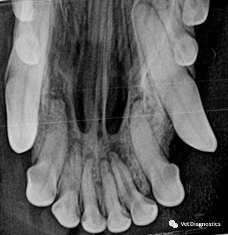 为什么牙医不用开口器兽医牙科基础知识：N代表NO_https://www.jmylbn.com_新闻资讯_第7张