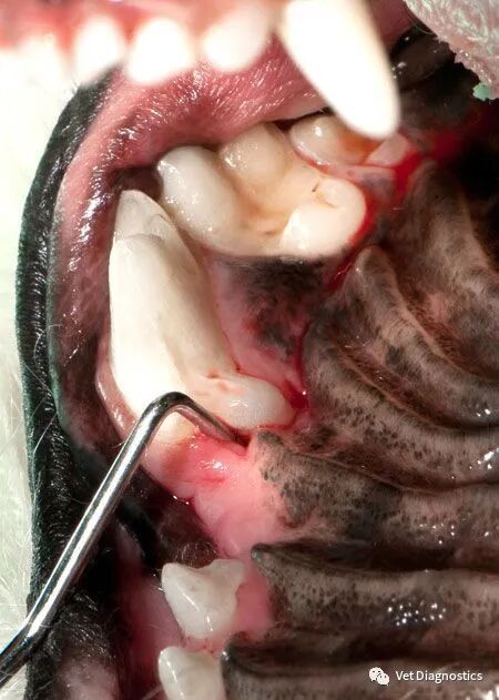 为什么牙医不用开口器兽医牙科基础知识：N代表NO_https://www.jmylbn.com_新闻资讯_第1张