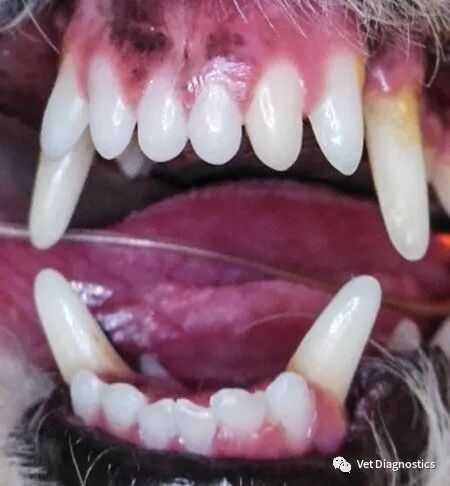 为什么牙医不用开口器兽医牙科基础知识：N代表NO_https://www.jmylbn.com_新闻资讯_第6张