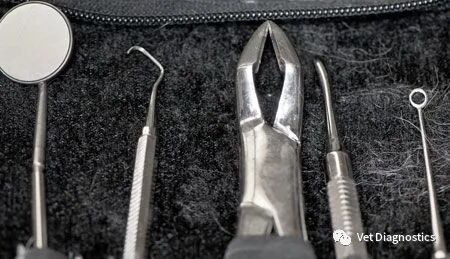 为什么牙医不用开口器兽医牙科基础知识：N代表NO_https://www.jmylbn.com_新闻资讯_第10张