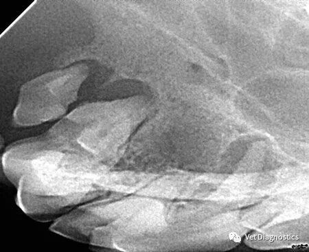 为什么牙医不用开口器兽医牙科基础知识：N代表NO_https://www.jmylbn.com_新闻资讯_第8张