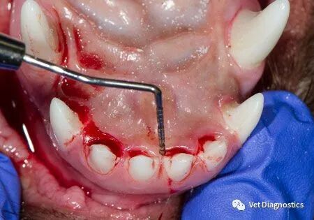 为什么牙医不用开口器兽医牙科基础知识：N代表NO_https://www.jmylbn.com_新闻资讯_第4张