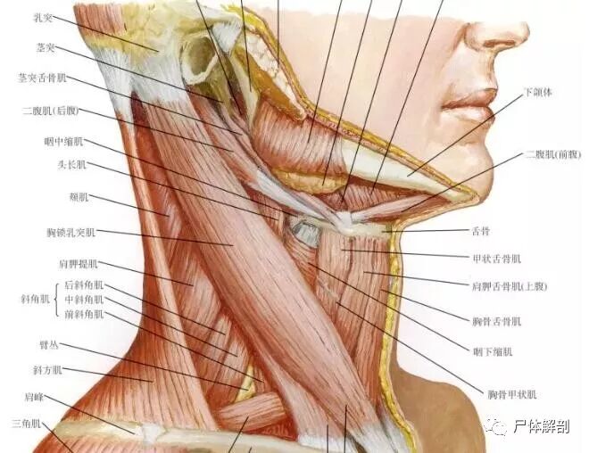 尸体解剖 颈部肌肉 尸体解剖 微信公众号文章阅读 Wemp