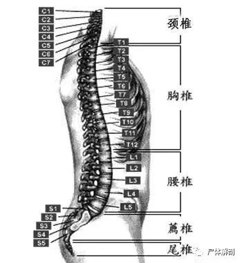 正骨高手必备 脊柱每一节段的定位方法 你掌握了没有呢 液针刀骨伤医学研究院 微信公众号文章阅读 Wemp