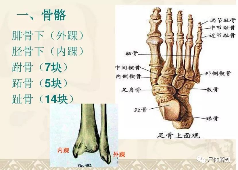 解剖必学 踝 足部解剖与功能 液针刀骨伤医学研究院 微信公众号文章阅读 Wemp