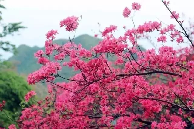 黄陂六指甘棠地楼湾_黄陂泥河水库露营_黄陂寺露营地