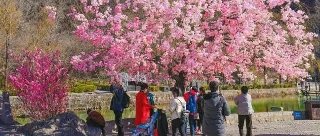 喜大乐奔！三八女神节，河南多家景区女士免门票！男士也有优惠哦~