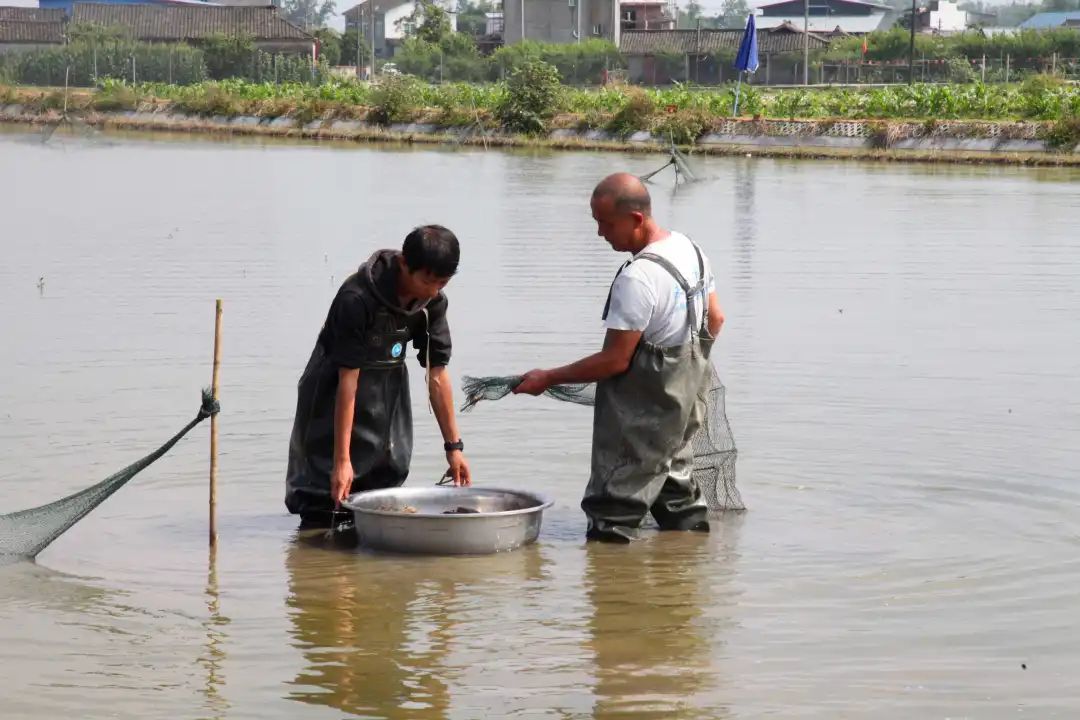 致富养娃攻略_致富养殖好项目_养致富经