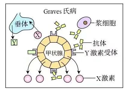 你了解促甲状腺激素受体抗体(trab)吗？