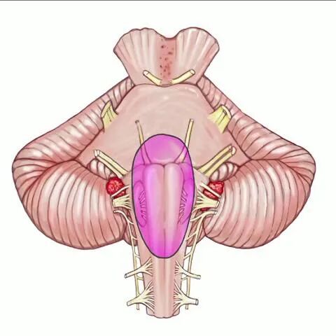 外展枕怎么使用脑干解剖及相关入路---Rhoton解剖视频学习笔记系列_https://www.jmylbn.com_新闻资讯_第305张