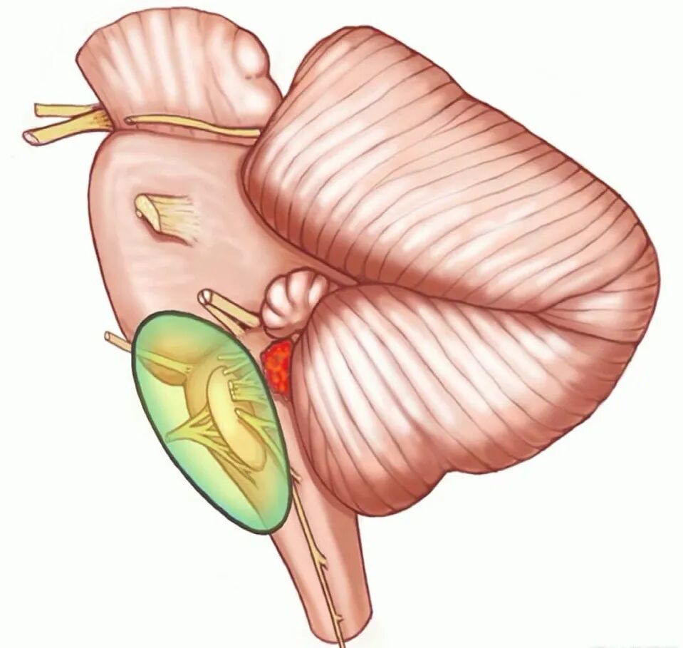 外展枕怎么使用脑干解剖及相关入路---Rhoton解剖视频学习笔记系列_https://www.jmylbn.com_新闻资讯_第132张