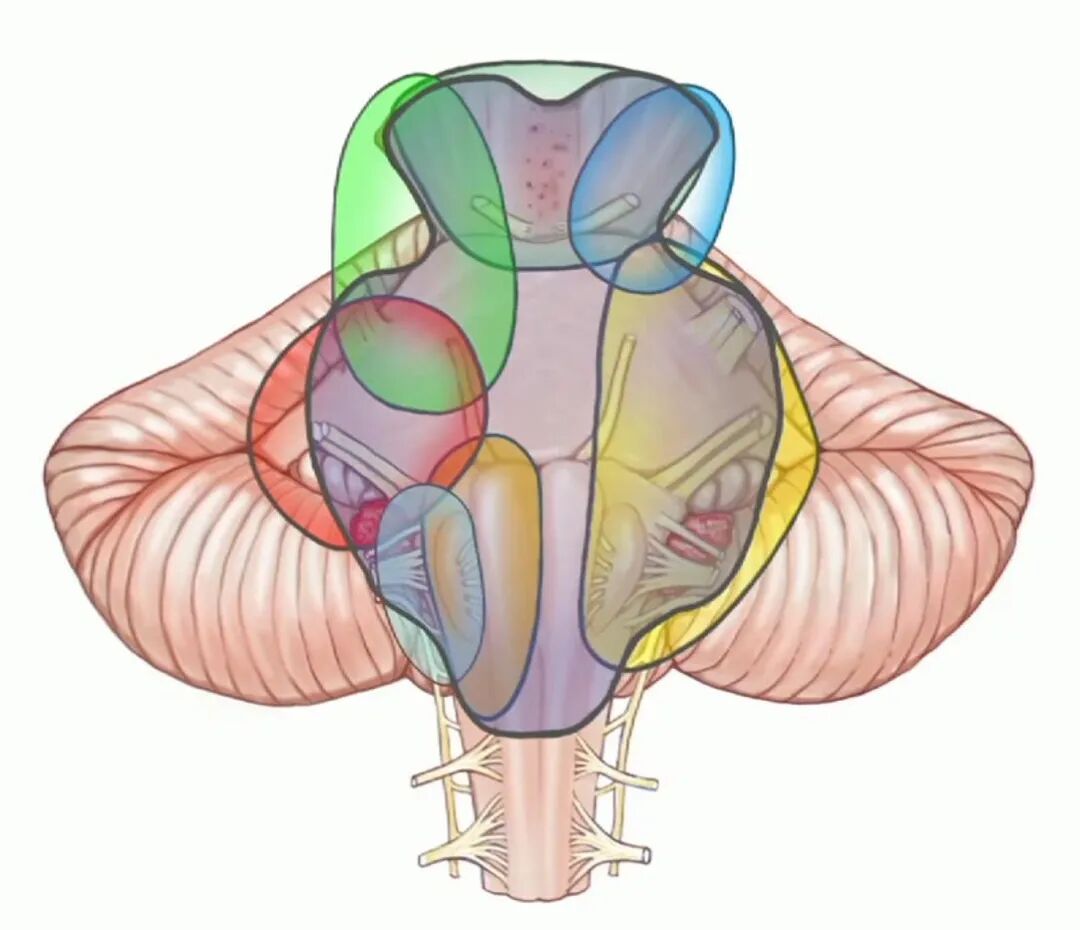 外展枕怎么使用脑干解剖及相关入路---Rhoton解剖视频学习笔记系列_https://www.jmylbn.com_新闻资讯_第366张