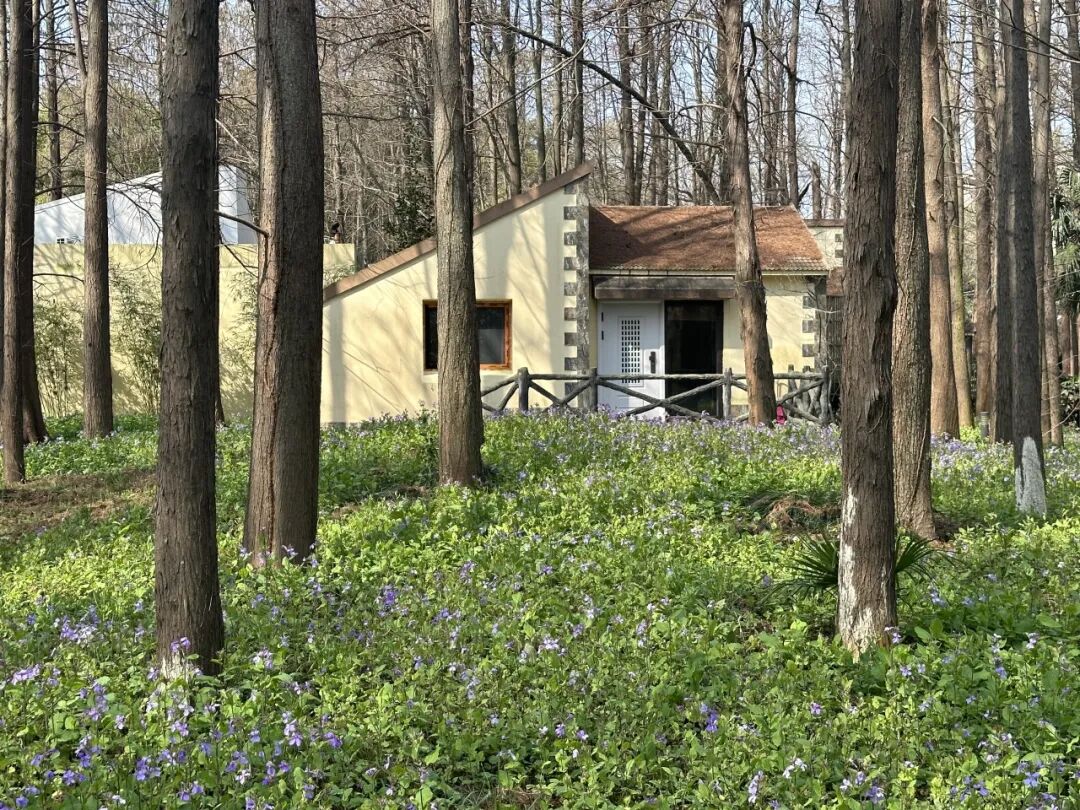 春色撩人满枝丫,杨浦这里的"小美"之景韵味长