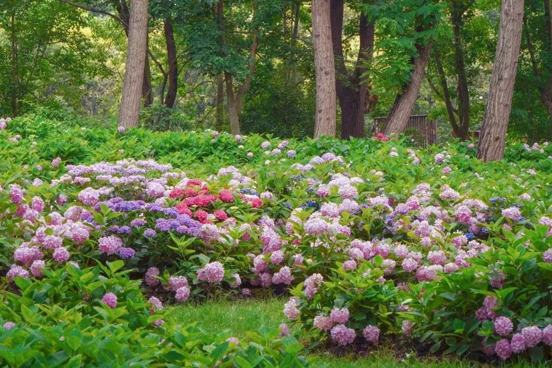 共青森林公园花展2021图片