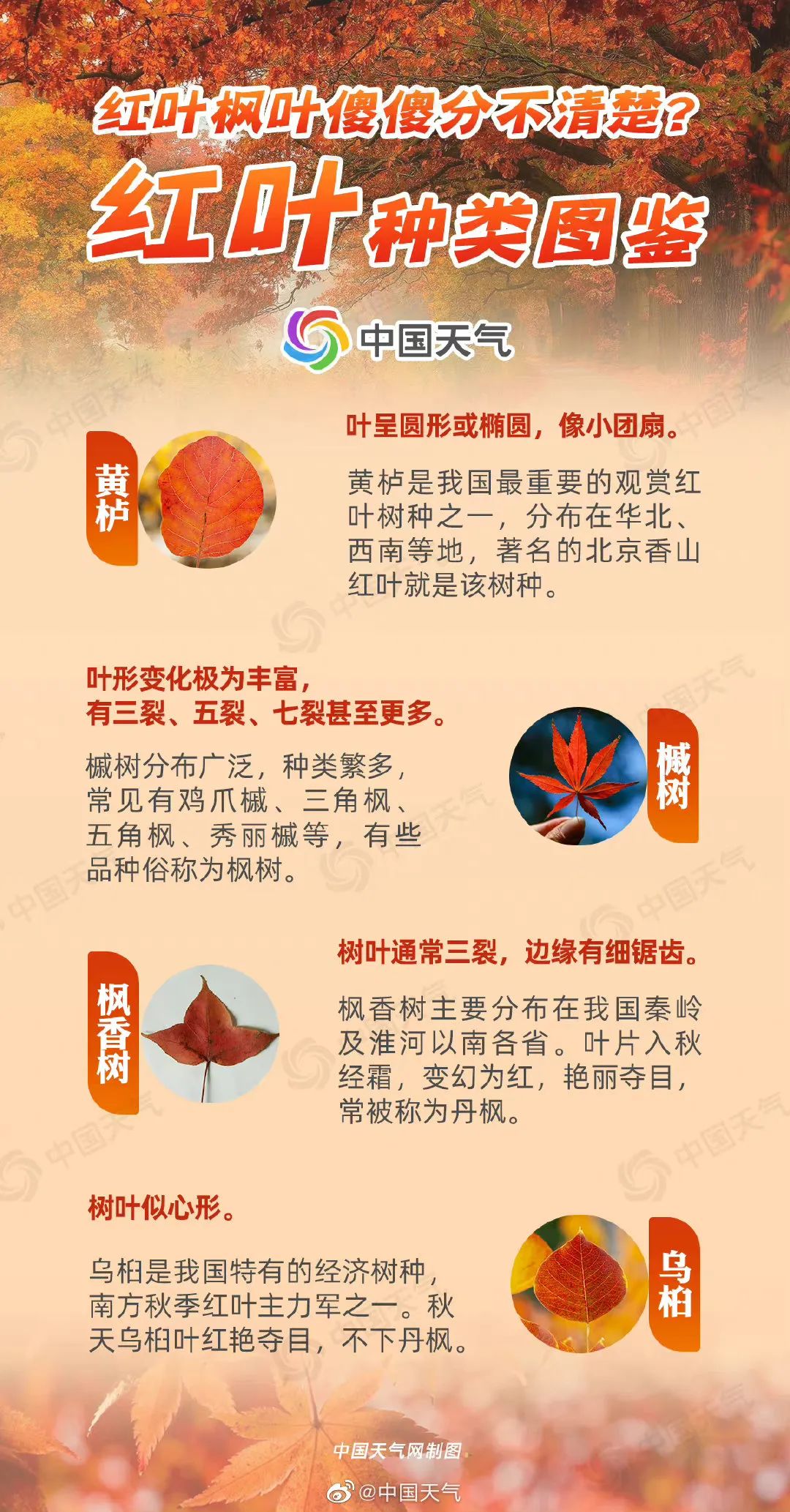 關于中日友好醫院重癥中心大夫名單黃牛聯系方式的信息