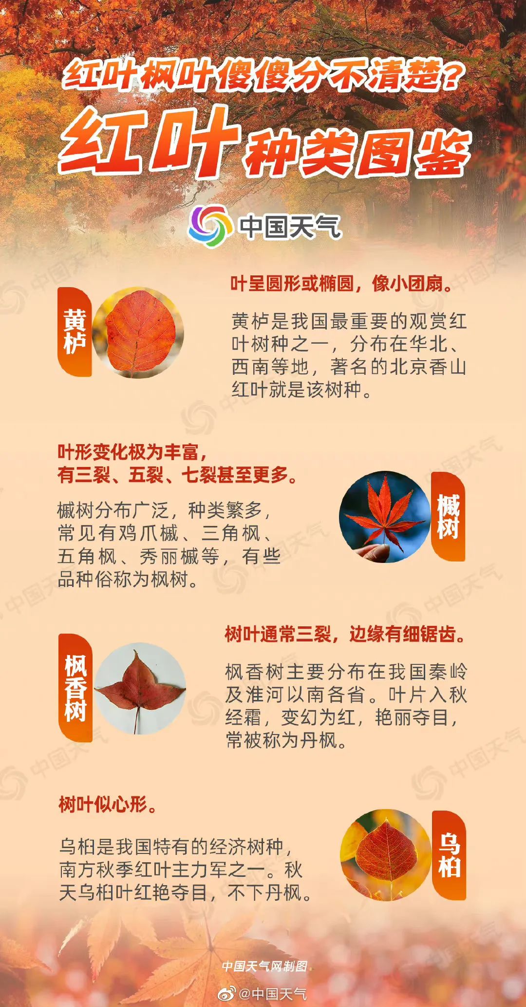 关于中日友好医院重症中心大夫名单黄牛联系方式的信息