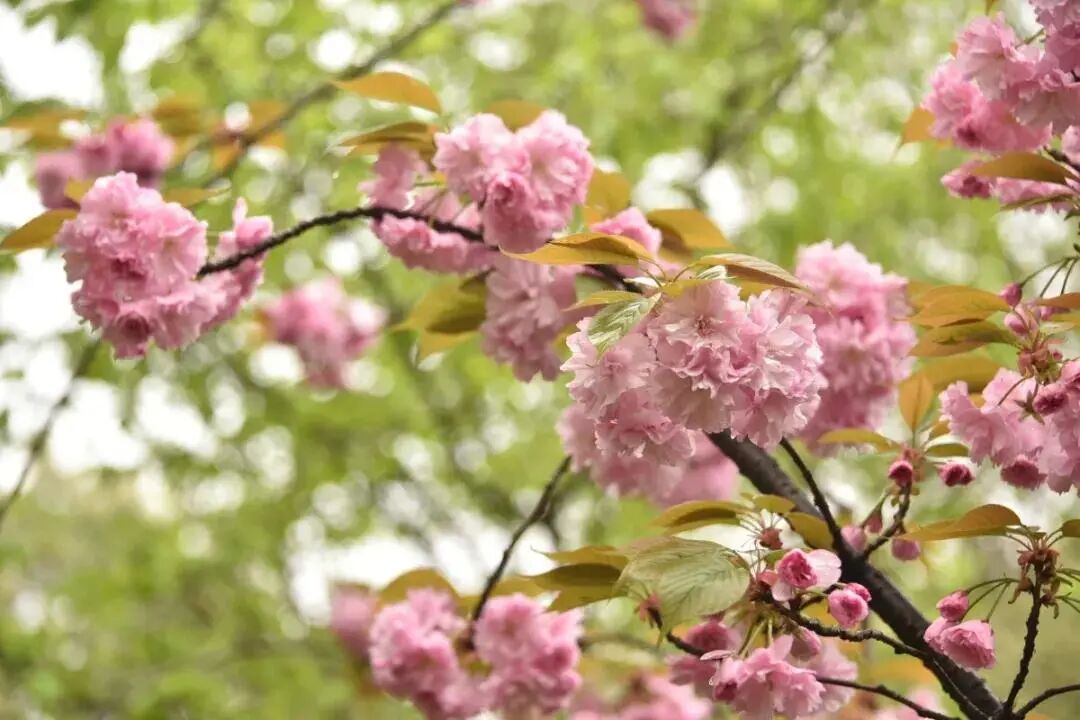 白碧桃花小程序_白碧桃_白碧桃图片