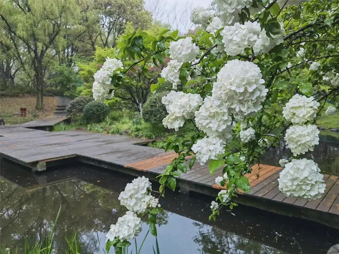 白碧桃花小程序_白碧桃_白碧桃图片