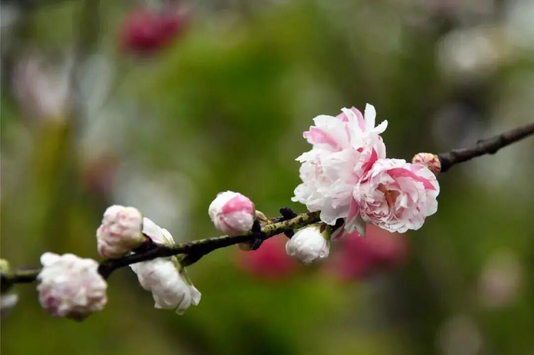 白碧桃花小程序_白碧桃_白碧桃图片