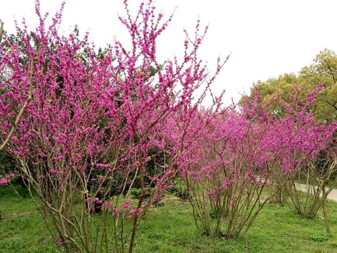 白碧桃图片_白碧桃花小程序_白碧桃