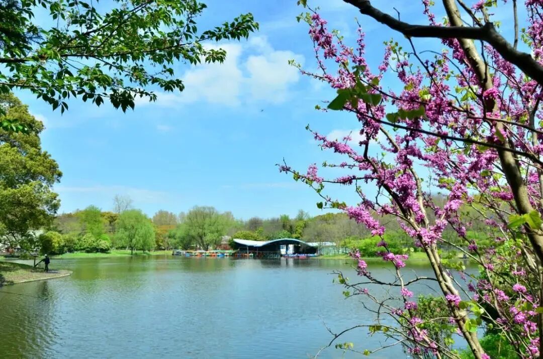 白碧桃_白碧桃花小程序_白碧桃图片