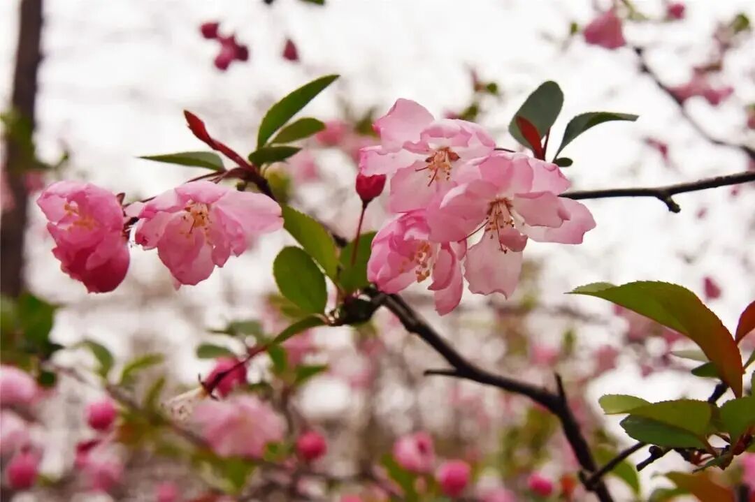 白碧桃图片_白碧桃花小程序_白碧桃