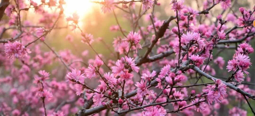 白碧桃_白碧桃图片_白碧桃花小程序