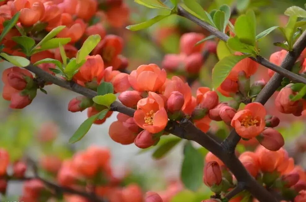 白碧桃_白碧桃花小程序_白碧桃图片