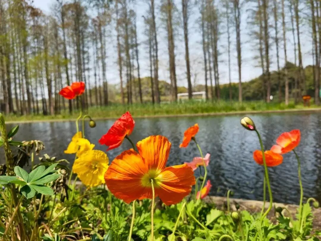 白碧桃图片_白碧桃_白碧桃花小程序