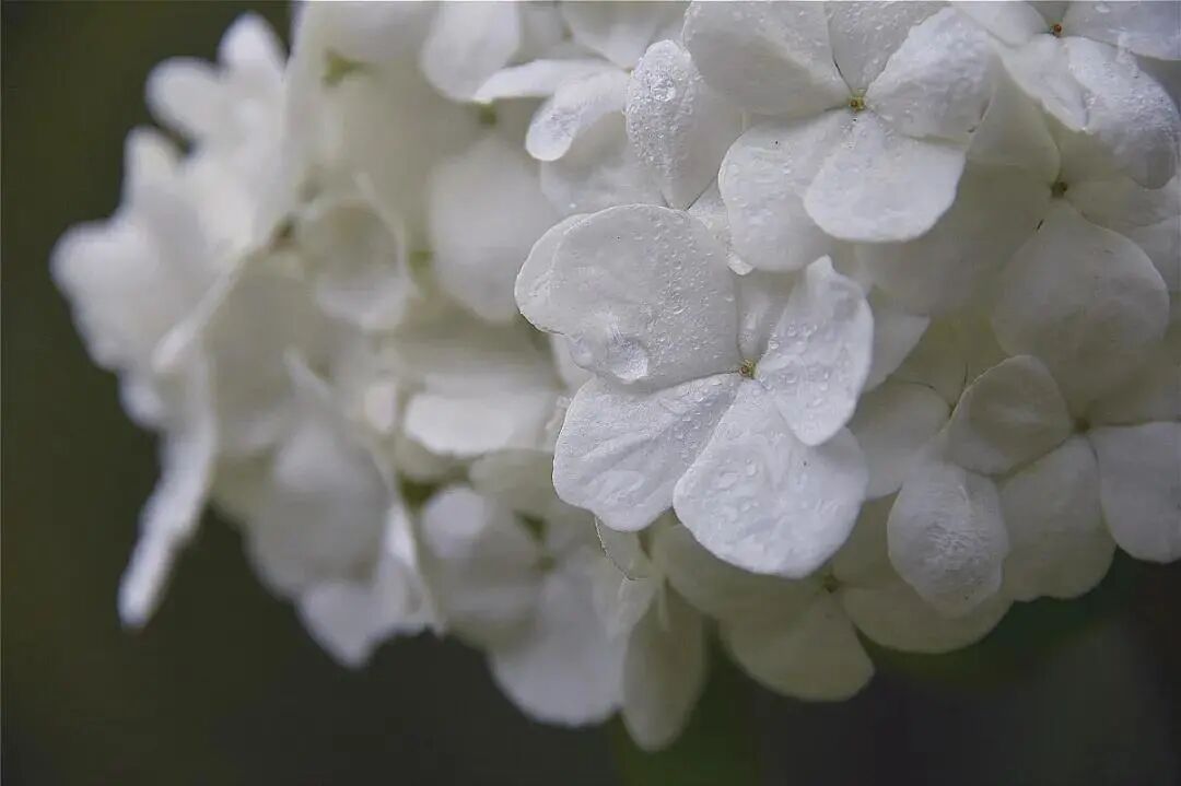 白碧桃花小程序_白碧桃_白碧桃图片