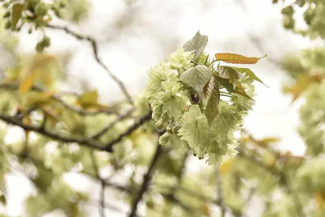 白碧桃图片_白碧桃花小程序_白碧桃