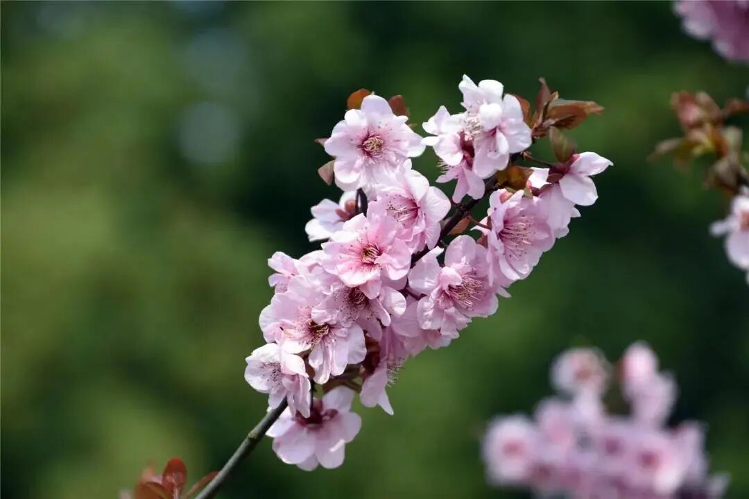 白碧桃_白碧桃花小程序_白碧桃图片