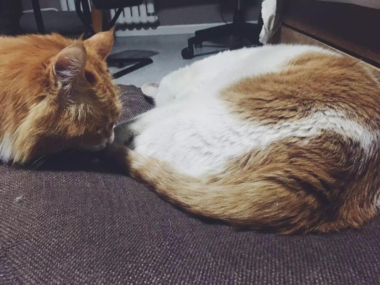 狗狗歇一会儿,又去他的专用瓷杯喝了大概两分钟水,歇了一会儿,发会儿