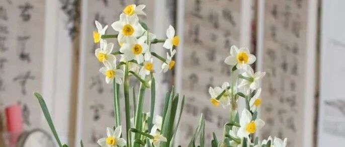 寒冬腊月在家养这3种耐寒植物，非常有诗意！~