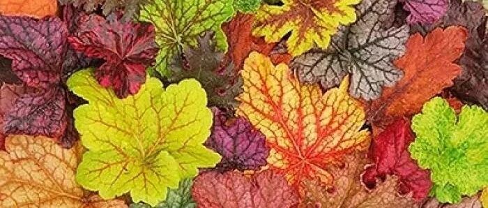 这两种植物色彩斑斓，堪称“大自然的调色盘”…