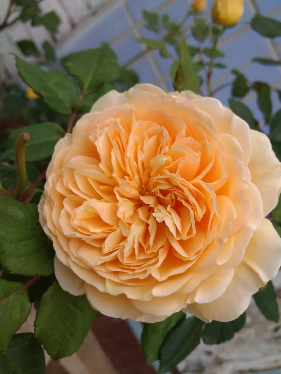 初夏5月 月季花开疯了 这么养 能再群开 柠檬资讯