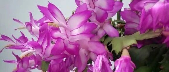 把盆栽蟹爪兰养成“树”，这些花友的经验亮了！~