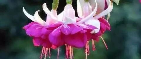 冬天在室内养倒挂金钟和长春花，天天有花赏~