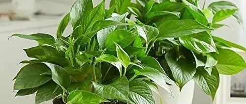 学会几招，养绿萝发财树仙人掌等等不再犯难！…