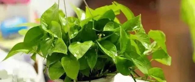 气温15℃以下，这些怕冷的花要防冻和控水