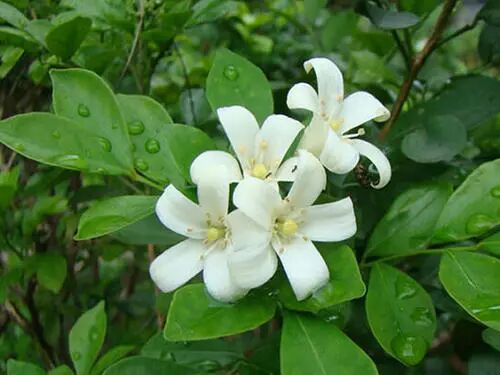 在小院里养几种 活香水 花开时节香满园 柠檬资讯