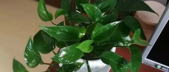 给绿萝“喝”啤酒水，为吊兰上蛋壳肥…涨姿势！~