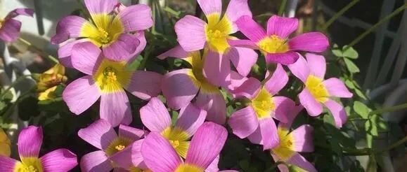 这三种草花在家随便养，不用管就能开花灿烂！