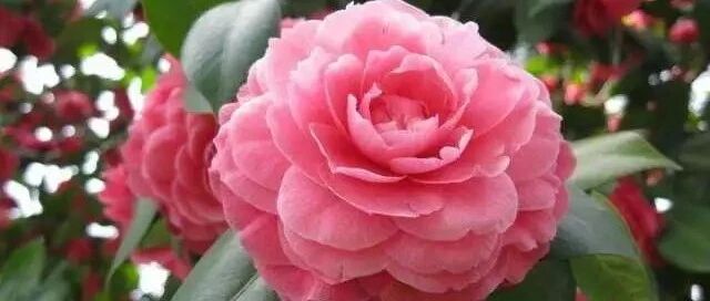 注意啦！有些养花“奇招”不能随便用！否则…