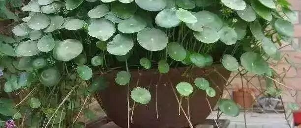 深秋低温天，水培花卉改土培，还能继续成活！~