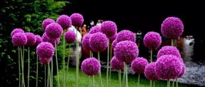 这五种花天生就能长出大花球，很特别很可爱！