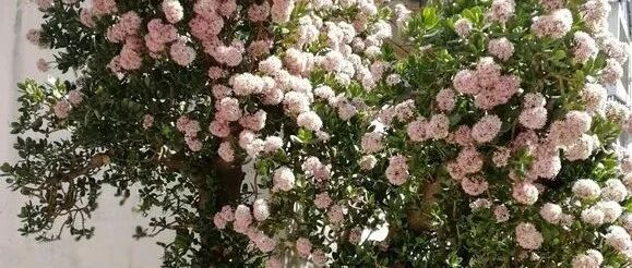 把虎皮兰玉树等绿植养开花，其实也并不难！~